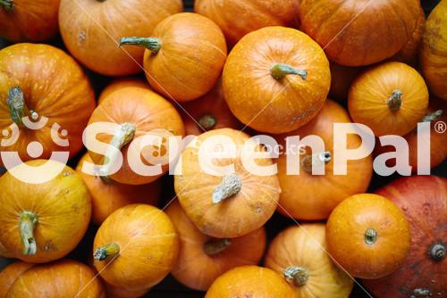 Close Up Of Various Pumpkins